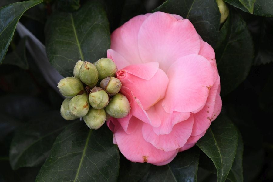 Segura ha celebrado su tradicional Feria de Flores y Plantas, y han sido muchos los vecinos de la localidad que se han acercado a la cita primaveral.