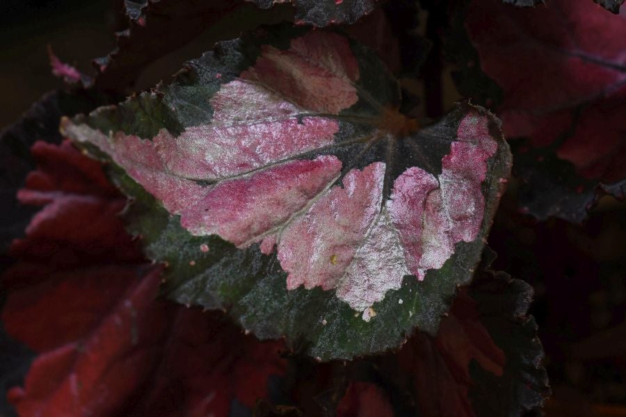 Segura ha celebrado su tradicional Feria de Flores y Plantas, y han sido muchos los vecinos de la localidad que se han acercado a la cita primaveral.