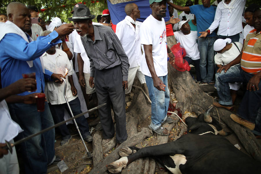 Los seguidores vudú siguen activos en Haití. Vestidos de blanco, sacrifican toros, gallinas o cabras y se untan el cuerpo con su sangre para sumergirse después en una piscina sagrada, llamada Loa, el espíritu que ayuda a gobernar el universo. 