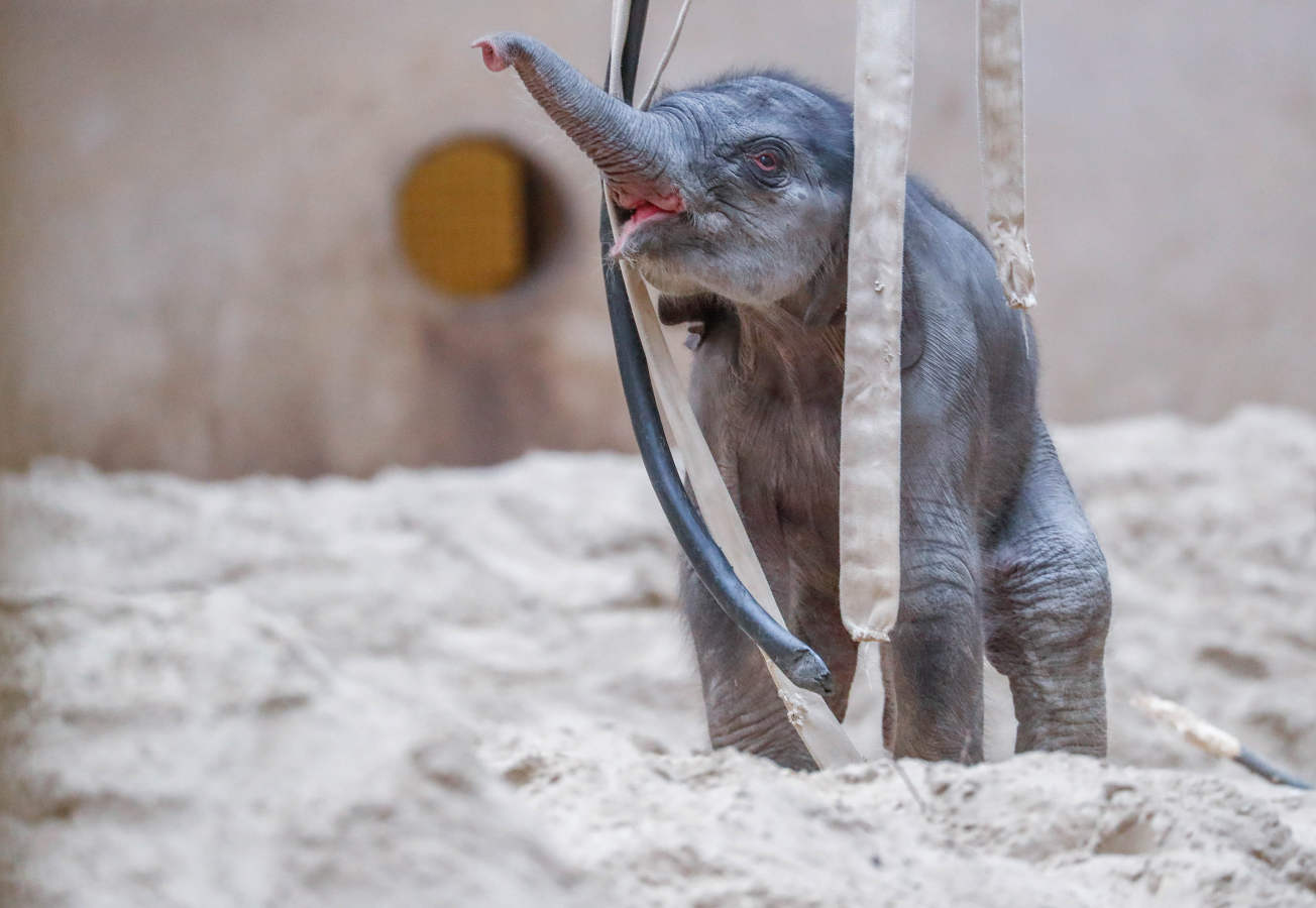 Un elefante asiático recién nacido es fotografiado con miembros de su familia el primer día de una presentación pública en el zoológico de Planckendael en Mechelen, Bélgica. 