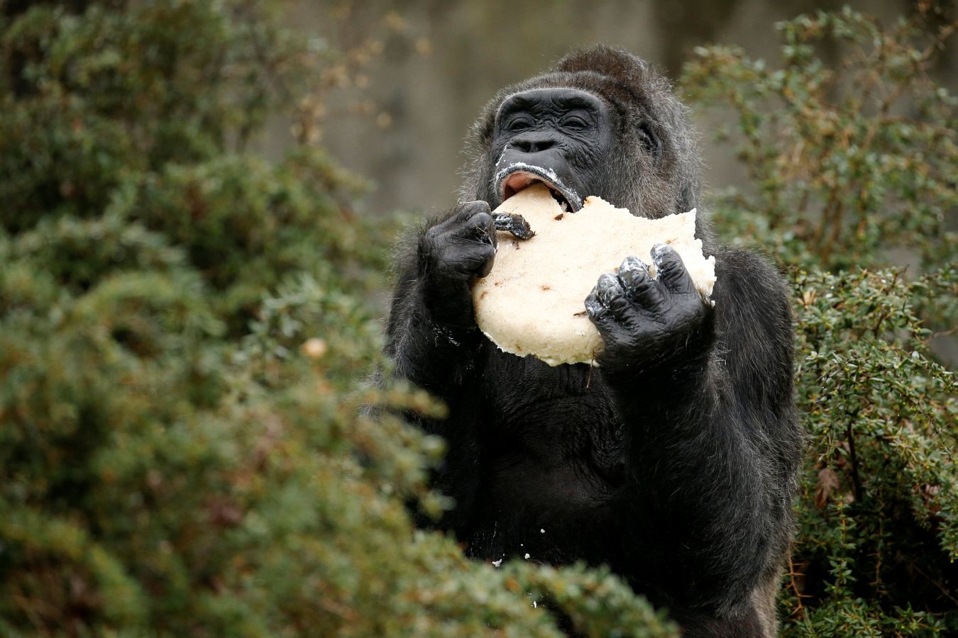 Es el gorila más longevo de Europa y, por eso, en el zoo de Berlín han celebrado su cumpleaños por todo lo alto. Incluso con tarta. No es para menos, Fatou cumple unos golosos 61.