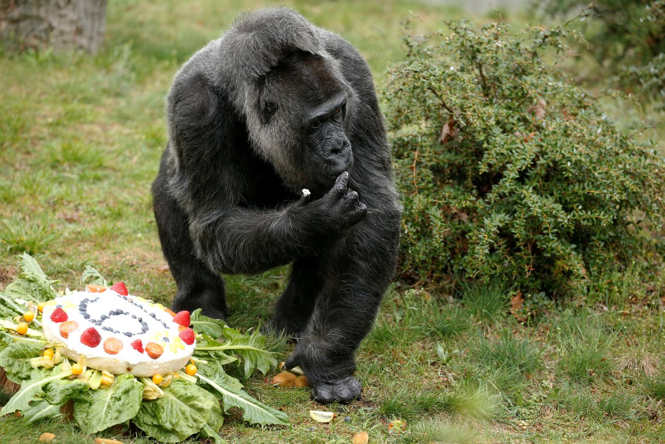 Es el gorila más longevo de Europa y, por eso, en el zoo de Berlín han celebrado su cumpleaños por todo lo alto. Incluso con tarta. No es para menos, Fatou cumple unos golosos 61.