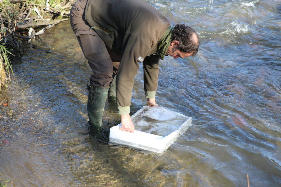 Se intensifican las operaciones de contrabando de esta especie en extinción
