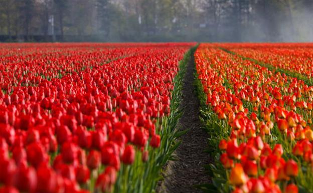 Holanda y sus flores, los mejores sitios para contemplarlas | El Diario  Vasco