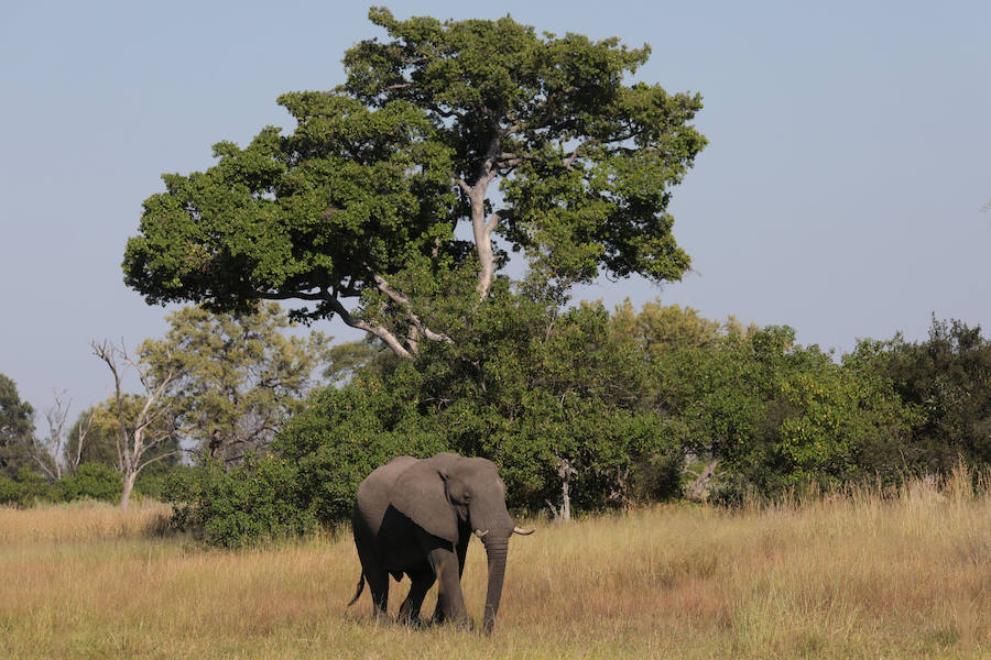 El delta del río Okavango es Patrimonio Mundial. Ejemplo único de interacción de procesos climáticos, hidrológicos y biológicos, se sitúa al noroeste de Botswana y está formado por una planicie de pantanos permanentes y praderas que se inundan de manera estacional. Se trata de un complejo de zonas húmedas prácticamente intacto. Es uno de los pocos sistemas de deltas interiores del mundo que carece de desembocadura al mar.