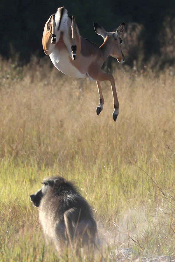 El delta del río Okavango es Patrimonio Mundial. Ejemplo único de interacción de procesos climáticos, hidrológicos y biológicos, se sitúa al noroeste de Botswana y está formado por una planicie de pantanos permanentes y praderas que se inundan de manera estacional. Se trata de un complejo de zonas húmedas prácticamente intacto. Es uno de los pocos sistemas de deltas interiores del mundo que carece de desembocadura al mar.