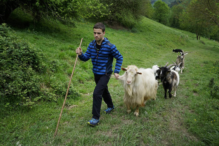 Aralar acogerá en sus campas a partir de hoy, 1 de mayo, casi 19.000 cabezas de ganado. Con tal motivo, se vivirá un buen ambiente festivo en el parking de Larraitz. Jóvenes ganaderos y pastores apuestan por mantener estos viejos oficios «pero no a cuaqluier precio».