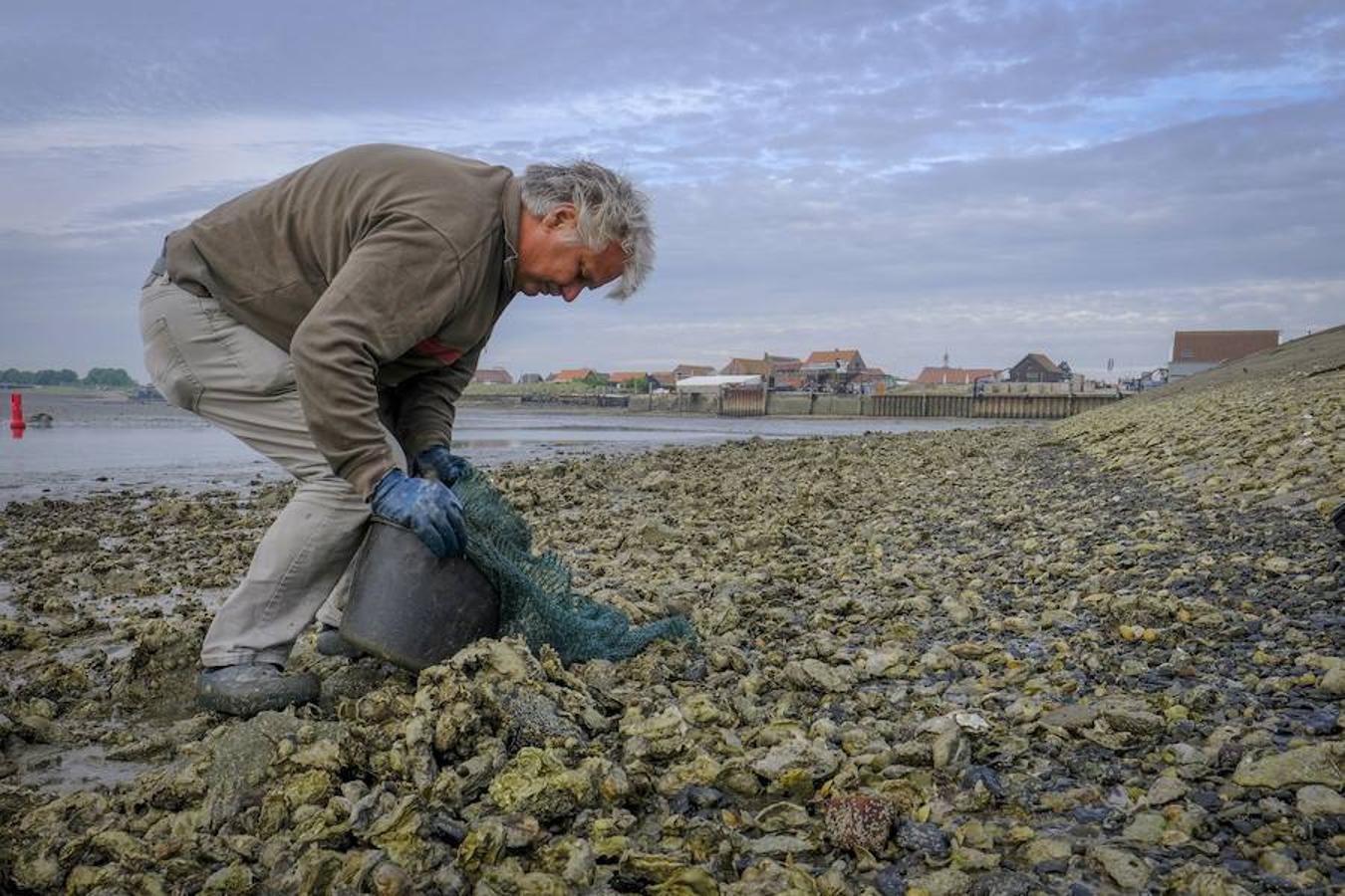 La granja de ostras de Yerseke se sitúa a lo largo del estuario de Oosterschelde, en la provincia de Zelanda, Países Bajos. En Zelanda se crían dos tipos de ostras, el Zeeland Flat Oyster y el Creuse. Las primeras tardan unos seis años en ser completamente cultivadas, mientras que las otras tardan dos años. 