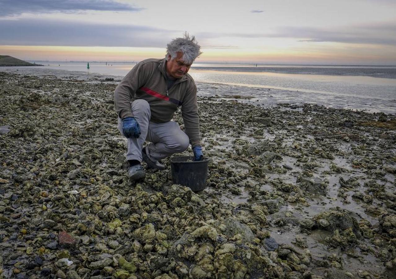 La granja de ostras de Yerseke se sitúa a lo largo del estuario de Oosterschelde, en la provincia de Zelanda, Países Bajos. En Zelanda se crían dos tipos de ostras, el Zeeland Flat Oyster y el Creuse. Las primeras tardan unos seis años en ser completamente cultivadas, mientras que las otras tardan dos años. 