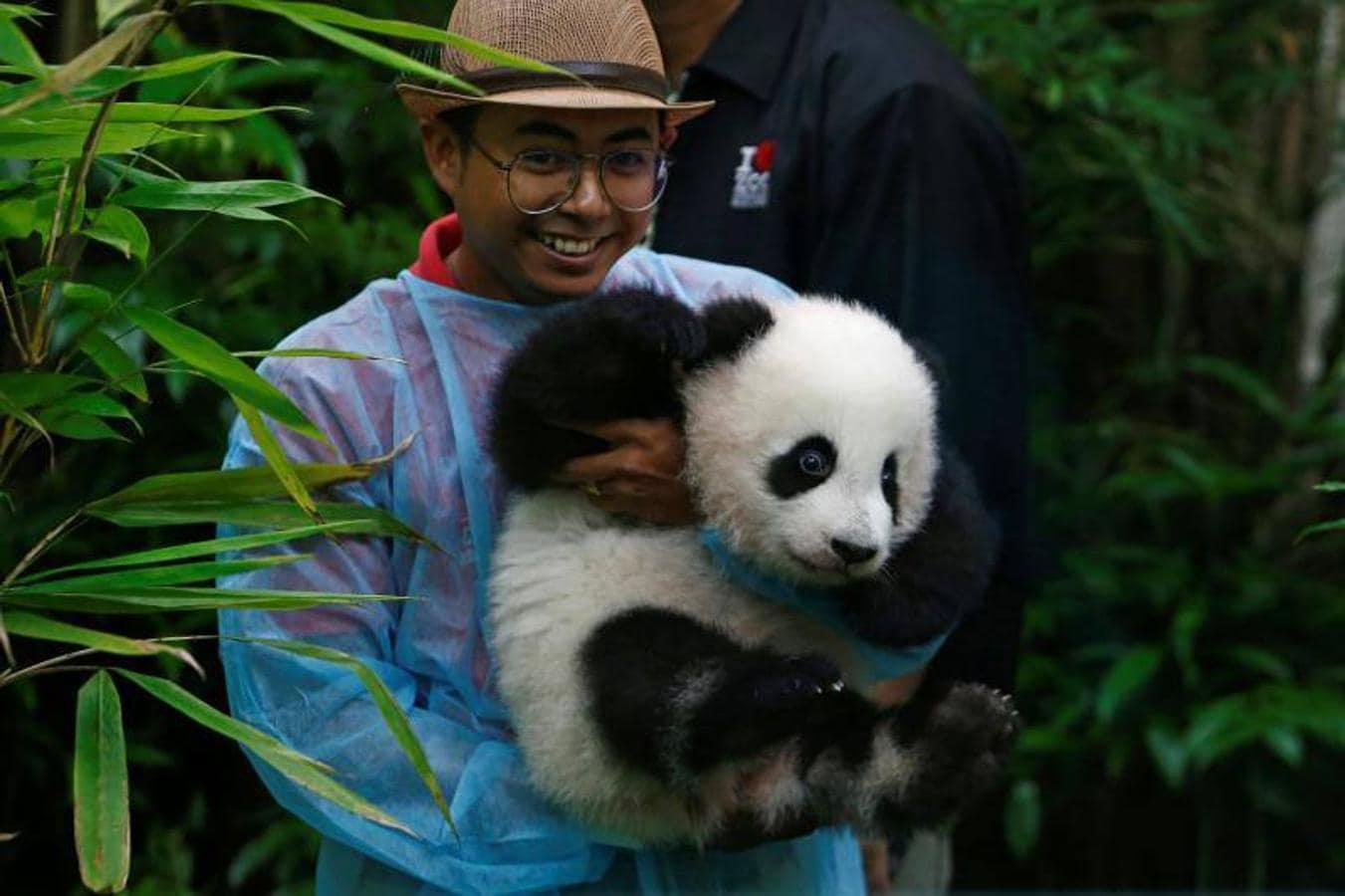 Un empleado del zoológico lleva al cachorro de panda gigante hembra de cuatro meses de edad, nacido de la madre Liang Liang y el padre Xing Xing, en exhibición al público por primera vez en el Zoológico Nacional en Kuala Lumpur, Malasia.