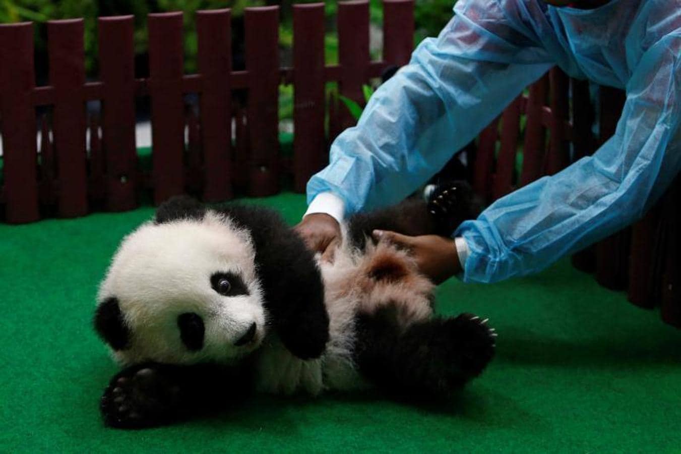 Un empleado del zoológico lleva al cachorro de panda gigante hembra de cuatro meses de edad, nacido de la madre Liang Liang y el padre Xing Xing, en exhibición al público por primera vez en el Zoológico Nacional en Kuala Lumpur, Malasia.