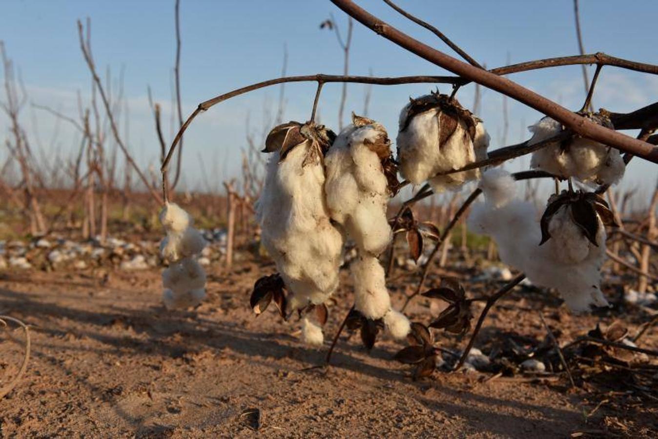 Semillas de algodón que se han limpiado de la fibra de algodón en Southern Kansas Cotton Cotton Growers Co-op cerca de Anthony, Kansas, EE. UU. 