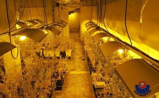Desmantelan una plantación de más de mil plantas de marihuana en Plentzia