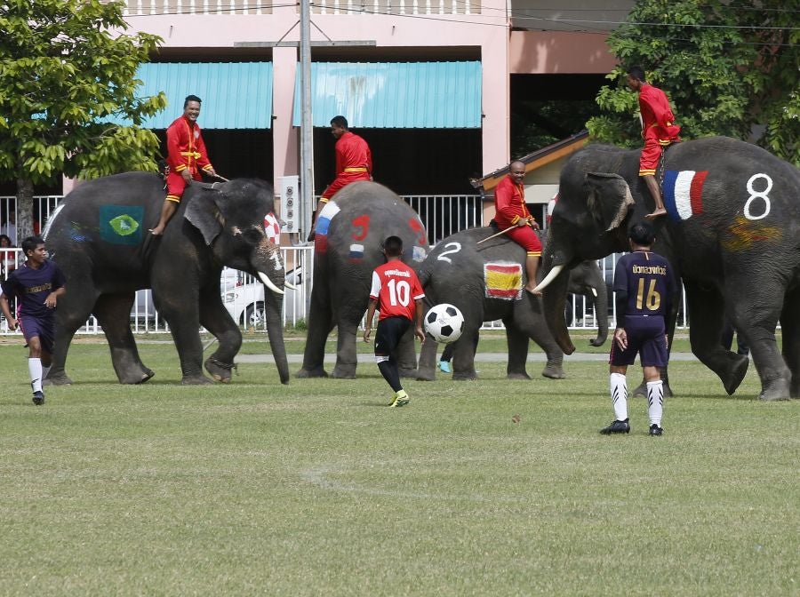 En Ayutthaya, al norte de Bangkok, han organizado este curioso partido de fútbol entre elefantes para promocionar el Mundial que arranca este mismo viernes