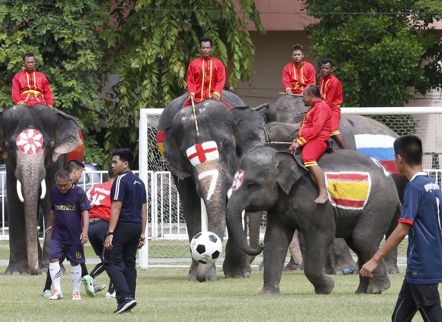 En Ayutthaya, al norte de Bangkok, han organizado este curioso partido de fútbol entre elefantes para promocionar el Mundial que arranca este mismo viernes