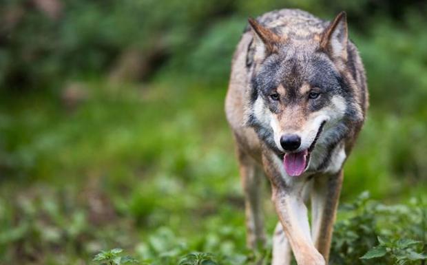Demandan al Gobierno Vasco ante el TSJPV por no proteger a los lobos
