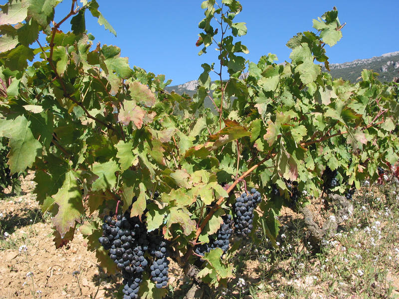 Entre la majestuosa sierra de Cantabria y las orillas del Ebro se extiende un territorio de suaves colinas donde se funden modernidad y tradición