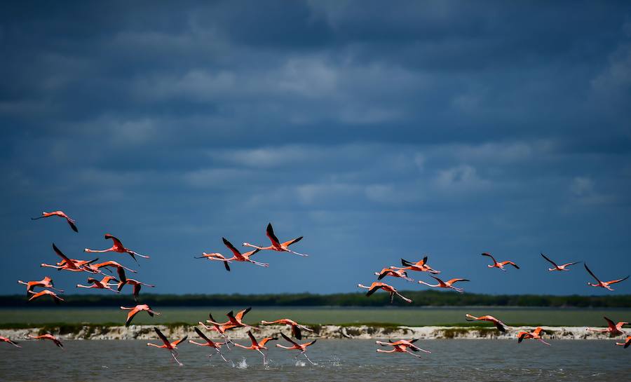 La Reserva de la Biosfera Río Lagartos, México, tiene nuevos inquilinos: flamencos rosados. El número de estas aves es cada vez es mayor en este país. De hecho, al menos 21.960 nidos fueron registrados en esta temporada de anidación, una cifra histórica según las autoridades mexicanas