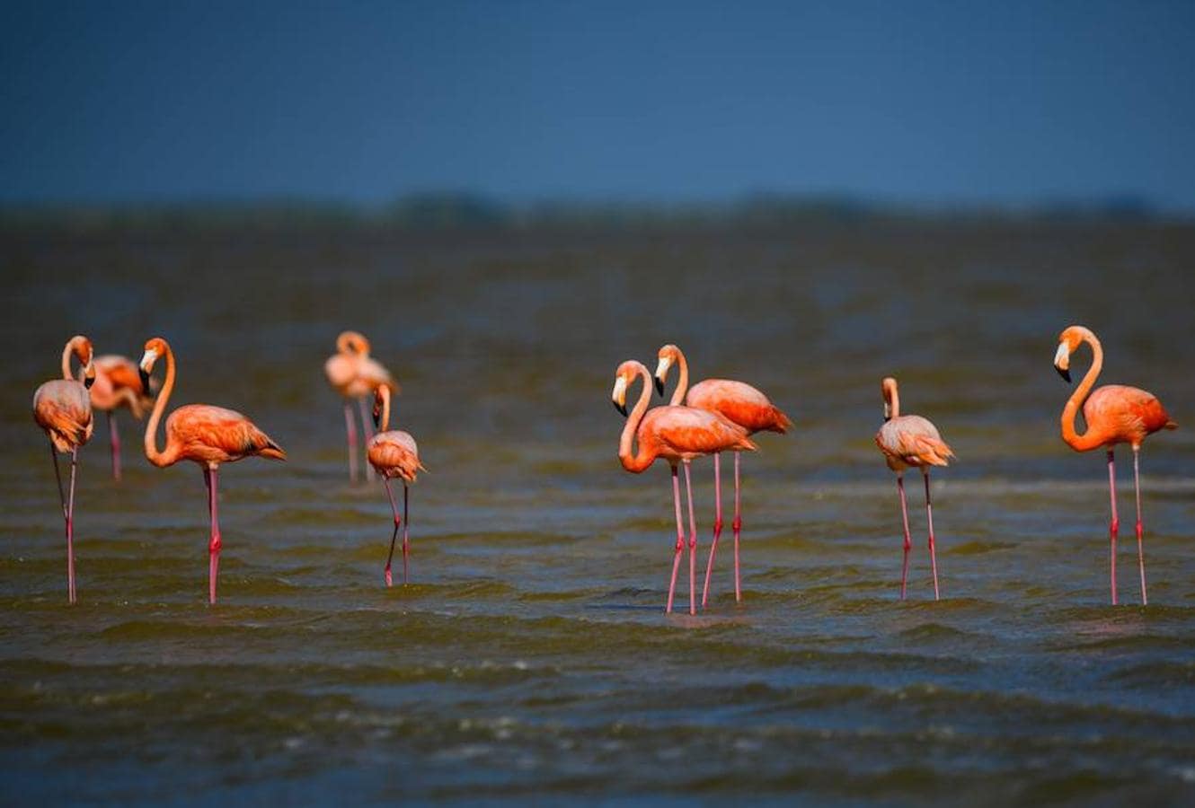 La Reserva de la Biosfera Río Lagartos, México, tiene nuevos inquilinos: flamencos rosados. El número de estas aves es cada vez es mayor en este país. De hecho, al menos 21.960 nidos fueron registrados en esta temporada de anidación, una cifra histórica según las autoridades mexicanas