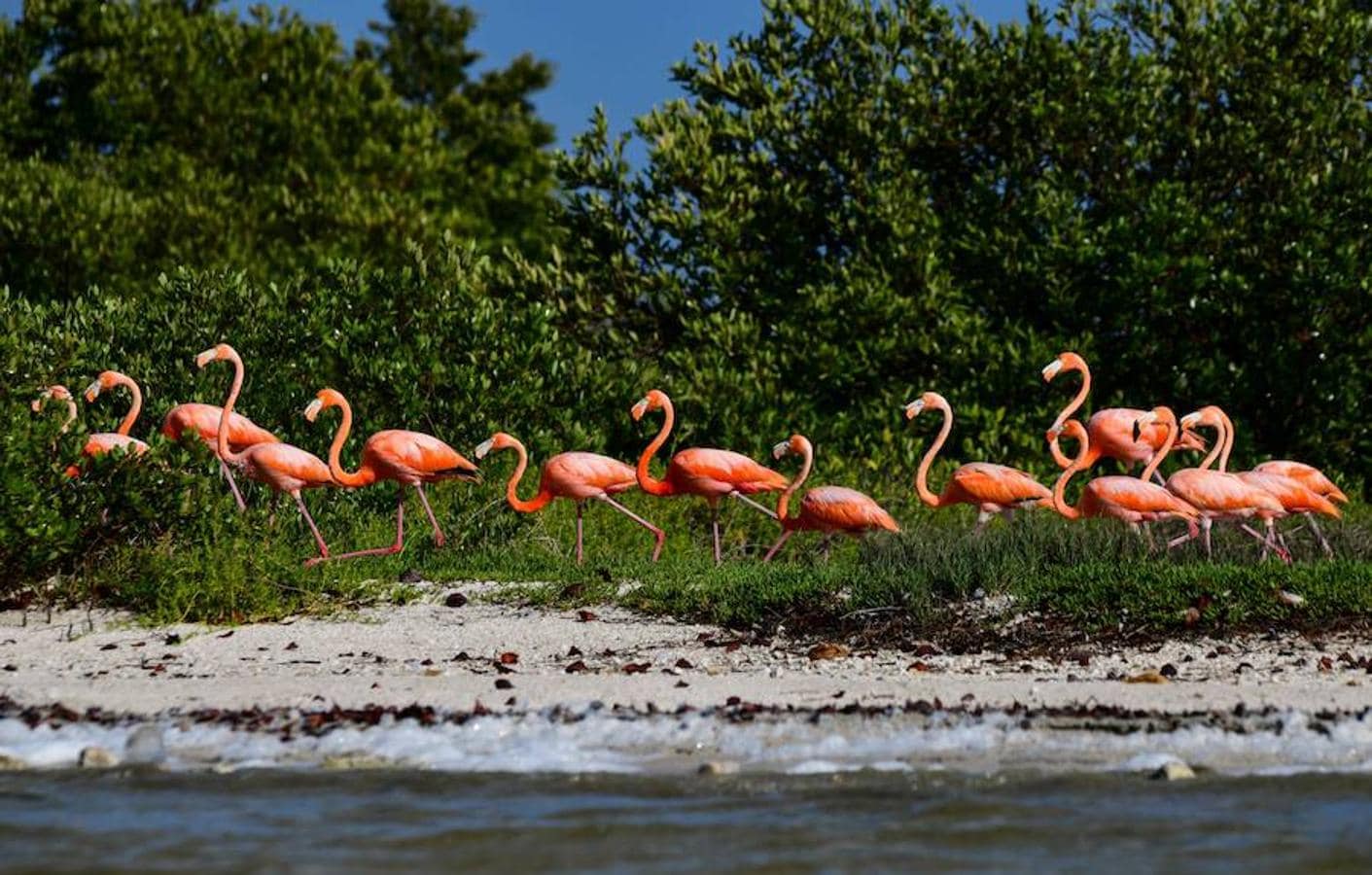 La Reserva de la Biosfera Río Lagartos, México, tiene nuevos inquilinos: flamencos rosados. El número de estas aves es cada vez es mayor en este país. De hecho, al menos 21.960 nidos fueron registrados en esta temporada de anidación, una cifra histórica según las autoridades mexicanas