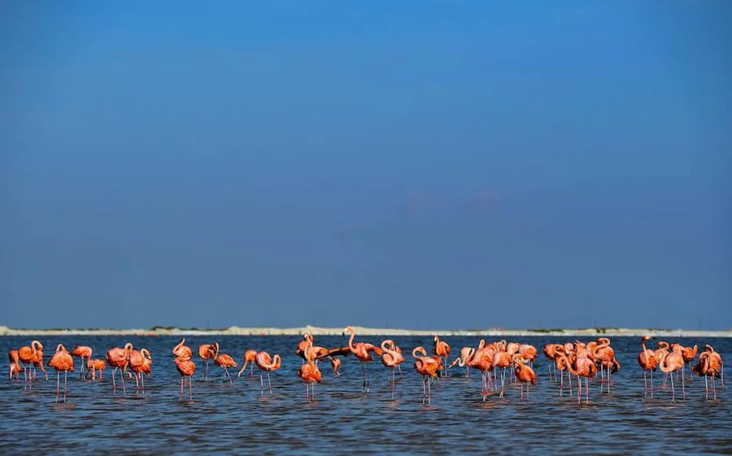 La Reserva de la Biosfera Río Lagartos, México, tiene nuevos inquilinos: flamencos rosados. El número de estas aves es cada vez es mayor en este país. De hecho, al menos 21.960 nidos fueron registrados en esta temporada de anidación, una cifra histórica según las autoridades mexicanas