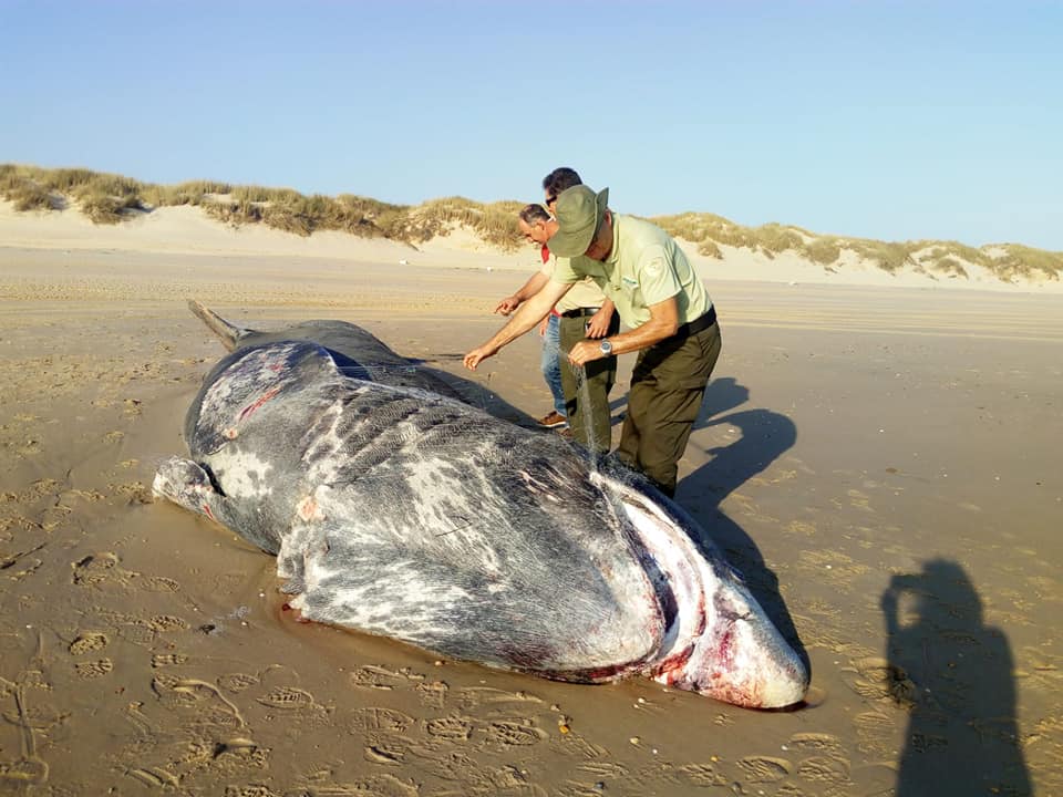 Esta semana un tiburón peregrino (Cetorhinus maximus) de nueve metros aparece muerto en una playa del espacio natural de Doñana, en Huelva.