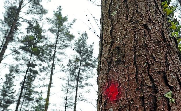 Un pino marcado con un punto rojo.