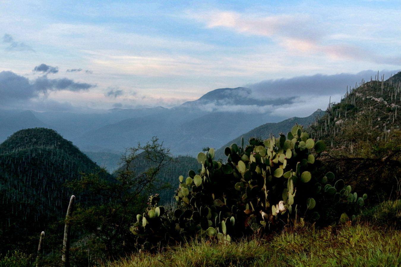 Valle mexicano de Tehuacán-Cuicatlán.