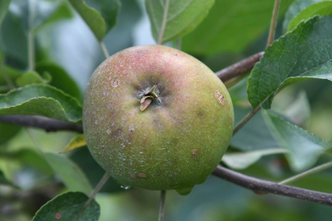 «Ongi etorri baserrira!» es una iniciativa de puertas abiertas que permite visitar caseríos guipuzcoanos y ver cómo es su día a día trabajando