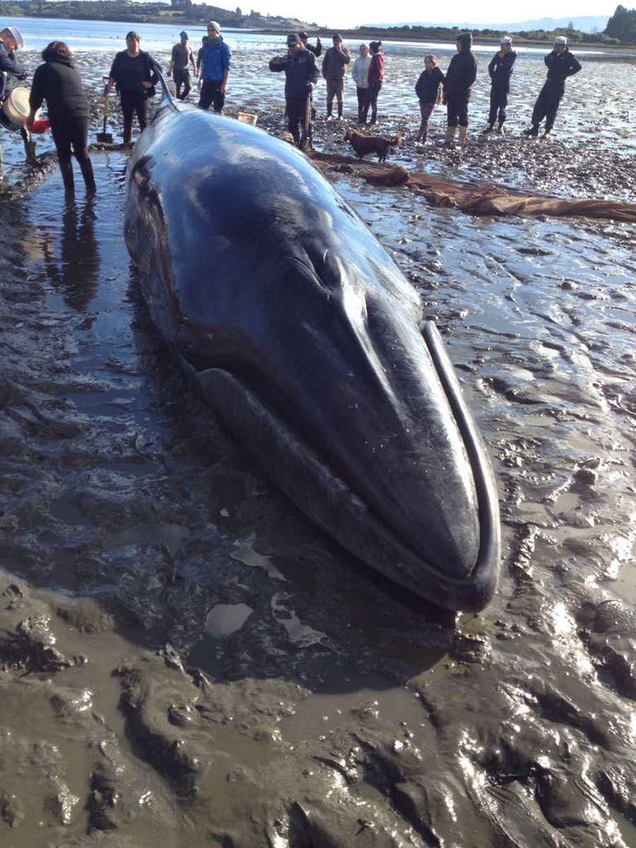 La ballena quedó varada en una playa de la Isla Quinchao y fue liberada por el Servicio Nacional de Pesca y Acuicultura y la Armada chilena.