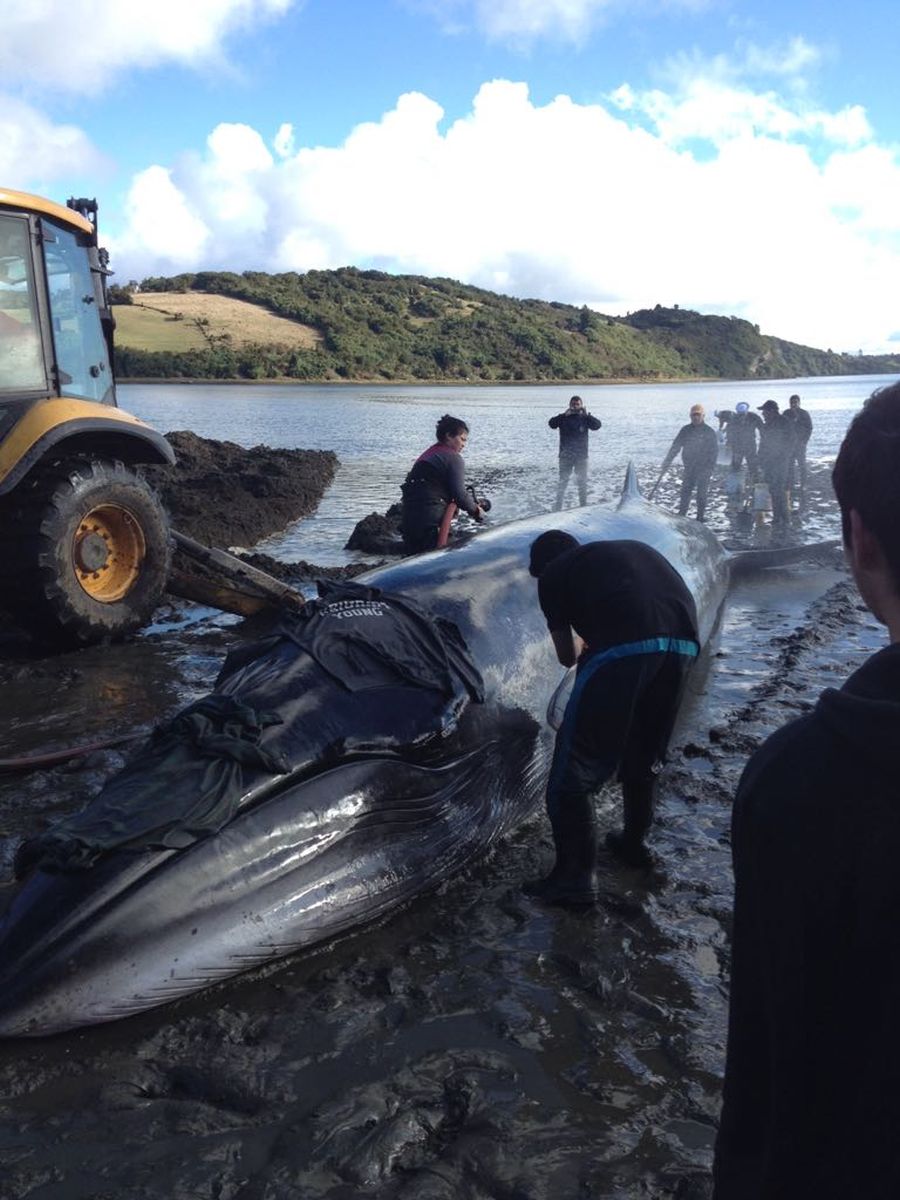 La ballena quedó varada en una playa de la Isla Quinchao y fue liberada por el Servicio Nacional de Pesca y Acuicultura y la Armada chilena.