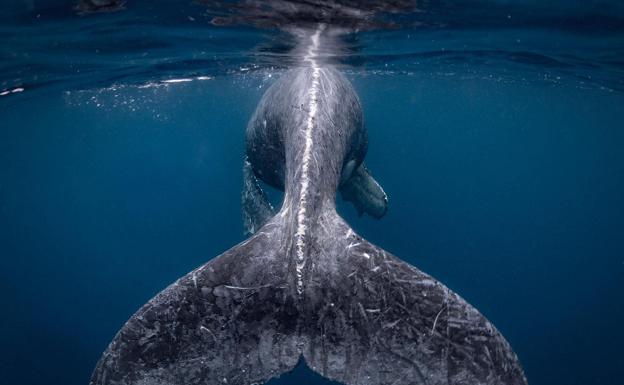 Galería. Entre más de 13.000 fotografías estas han sido las premiadas