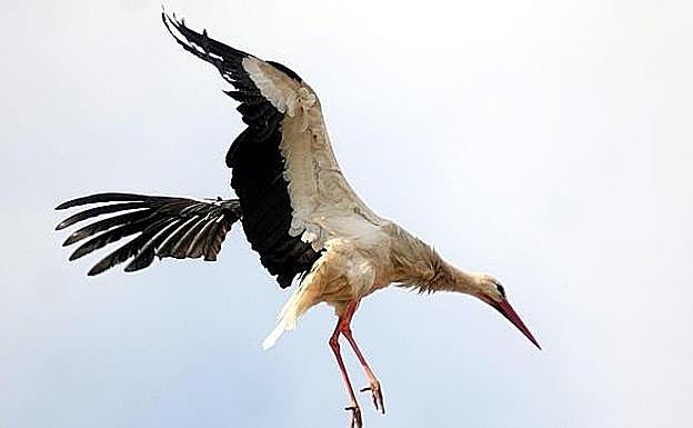 El colectivo ecologista Eguzki denuncia la muerte de nueve cigüeñas electrocutadas en Olaberria