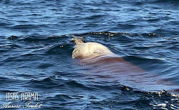 Imagen principal - Diferentes imágenes de los cetáceos avistados en las costas de Donostia.