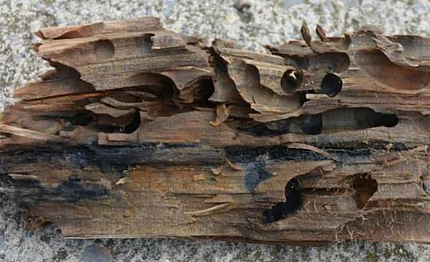 Así dejan la madera los xilófagos. 