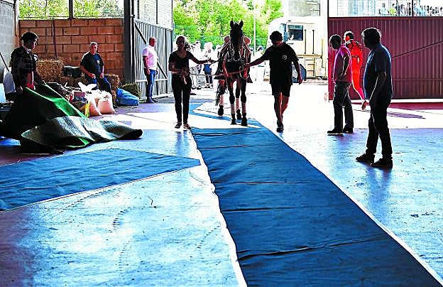 Observado por los auxiliadores de Bonijol y un arenero, 'Jabugo', conducido por Paula y Mikel, pisa la alfombra azul y plata. 