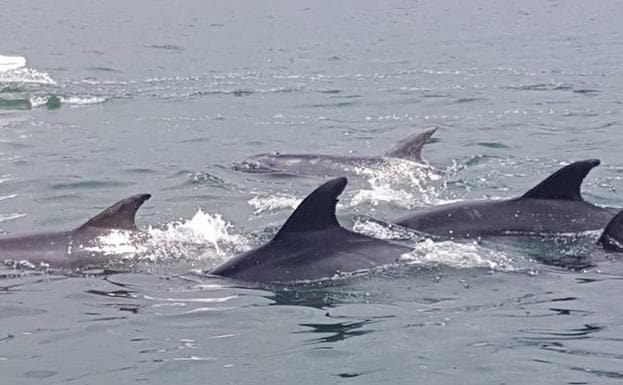 Los delfines provocaron la sorpresa de los presentes. 