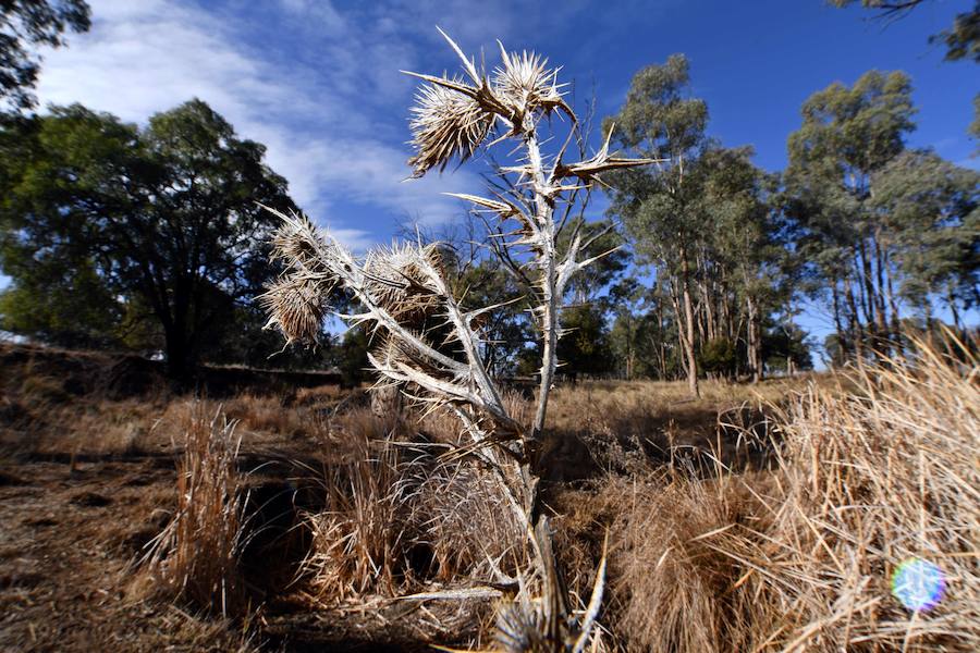 Australia vive, en pleno invierno austral una de las peores sequías en las últimas décadas. Afecta al este y sureste del país en todo el territorio de Nueva Gales del Sur, que es 1,5 veces más grande que España, y a cerca del 60% de su vecino Queensland, que mide casi tanto como México.