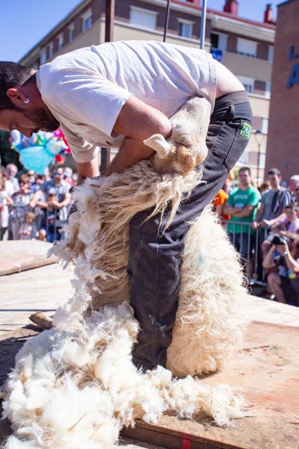 El Artzain Eguna de Gipuzkoa ha cumplido este domingo 28 años celebrándose en el centro de Legazpi, con la flor y nata del pastoreo del territorio como protagonistas.