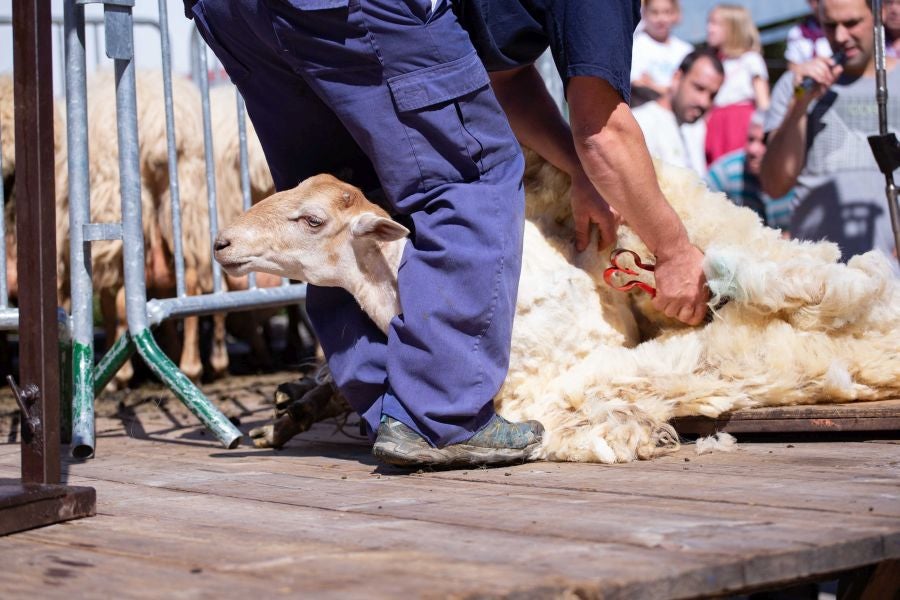 El Artzain Eguna de Gipuzkoa ha cumplido este domingo 28 años celebrándose en el centro de Legazpi, con la flor y nata del pastoreo del territorio como protagonistas.