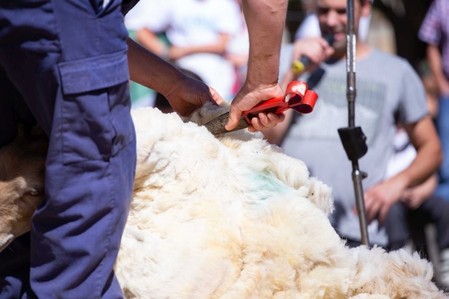 El Artzain Eguna de Gipuzkoa ha cumplido este domingo 28 años celebrándose en el centro de Legazpi, con la flor y nata del pastoreo del territorio como protagonistas.