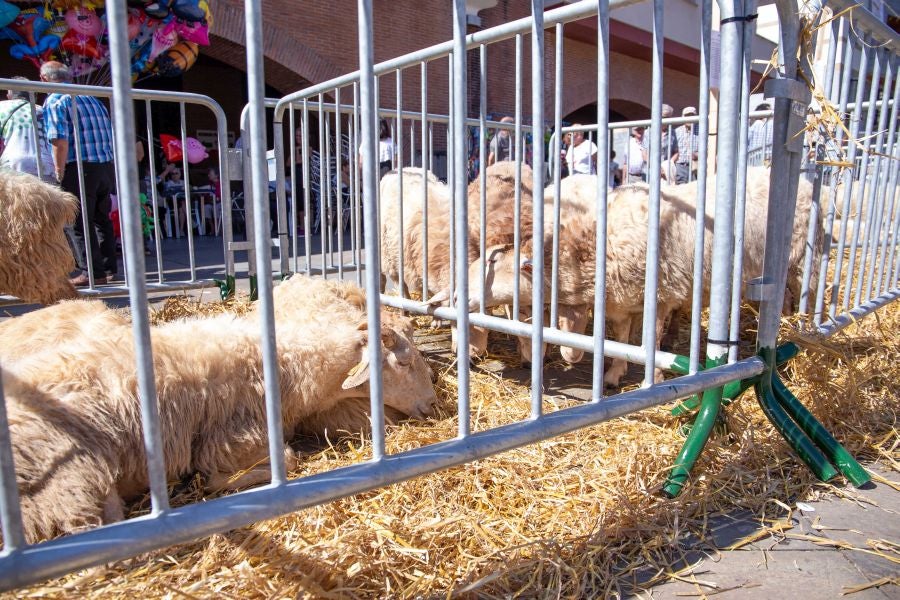 El Artzain Eguna de Gipuzkoa ha cumplido este domingo 28 años celebrándose en el centro de Legazpi, con la flor y nata del pastoreo del territorio como protagonistas.