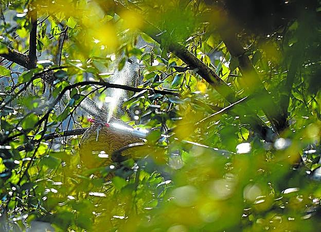 Nido. Anulación de un nido de avispa asiática introduciendo veneno con una pértiga. 
