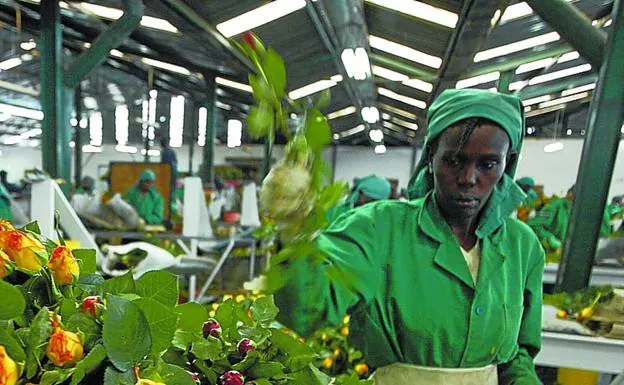 Empresa. Una keniana trabaja en una firma florista en Nairobi. 
