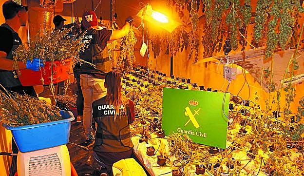 Agentes de la Guardia Civil retiran las plantas intervenidas en Irun. 