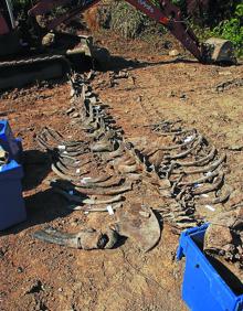 Imagen secundaria 2 - Una ballena emerge 18 años después