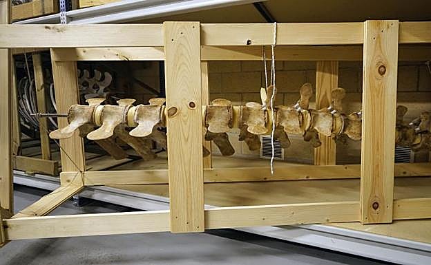 Galería. El esqueleto está siendo bien tratado antes de su exposición. 