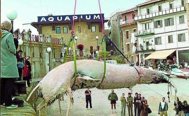 El rorcual aliblanco izado en el muelle donostiarra. 