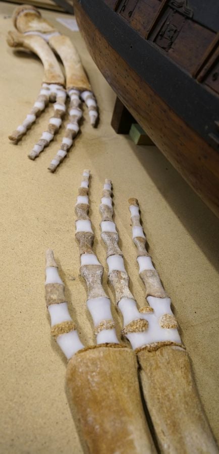 El Aquarium de Donostia ultima los detalles para exponer el esqueleto de un joven rorcual aliblanco hembra que apareció en 2000 cerca de Igeldo