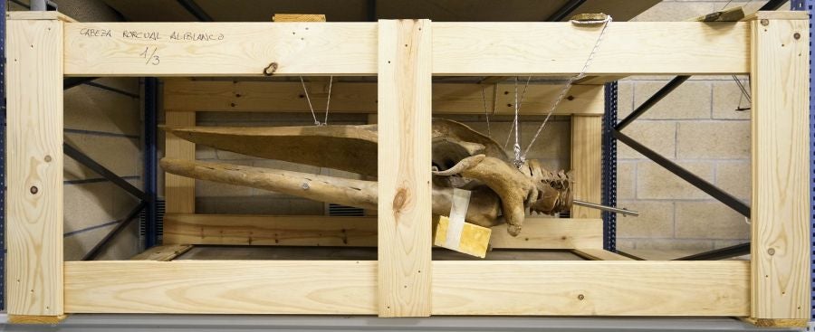 El Aquarium de Donostia ultima los detalles para exponer el esqueleto de un joven rorcual aliblanco hembra que apareció en 2000 cerca de Igeldo